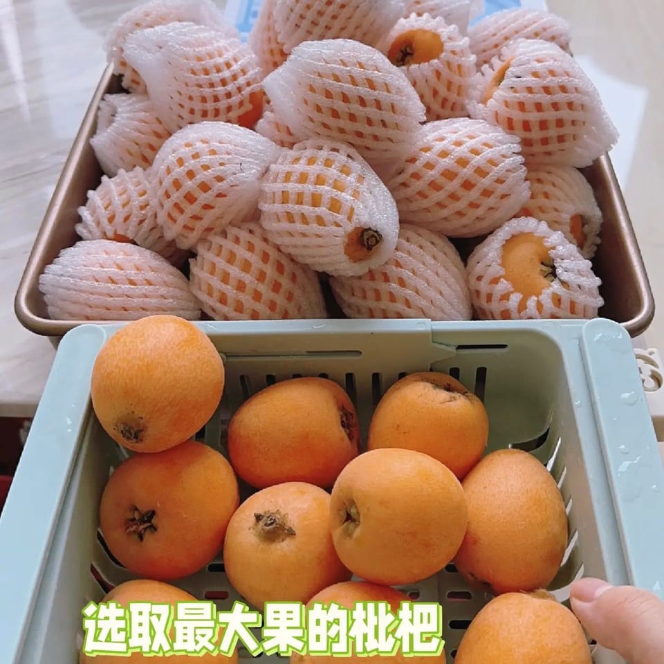 loquat paste枇杷膏 5