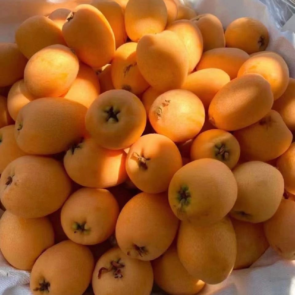 loquat paste枇杷膏 4