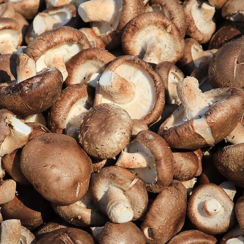 mushroom powder香菇粉 2