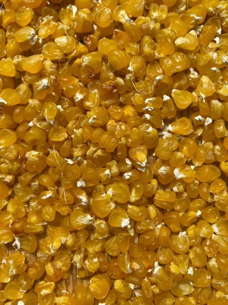 sweetcorn powder 4