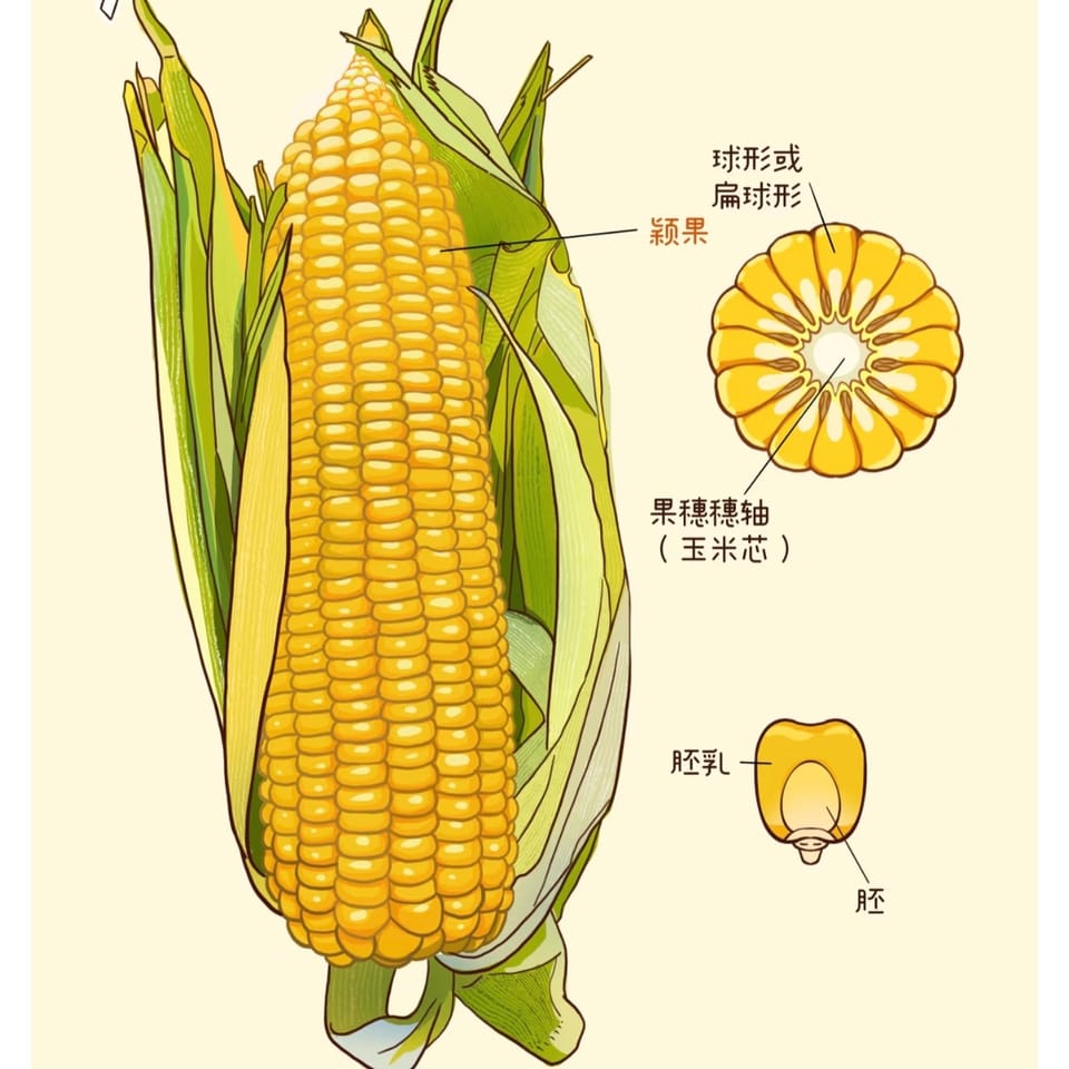 sweetcorn powder 2